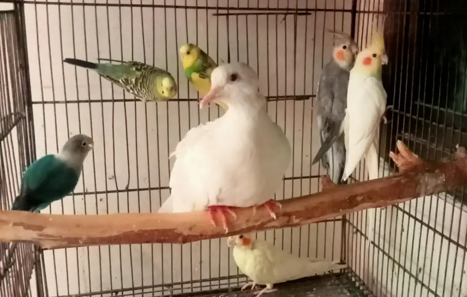 cocktail love bird white dive parrots birds all sale — photo 5