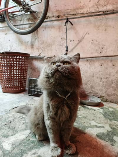 male cat
