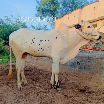 PURE DESI WEHRA FOR QURBANI