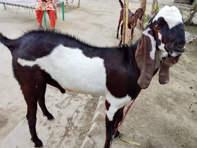 Bakra for Qurbani