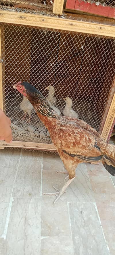 hen kids