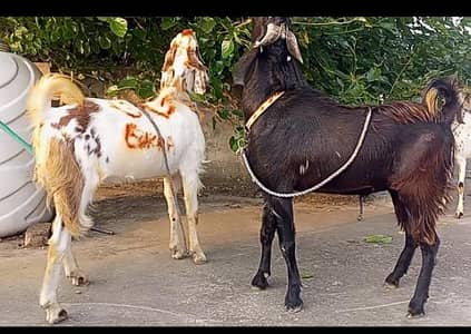 2 Healthy  Months Old - Pair for Sale`Two teeth male goats