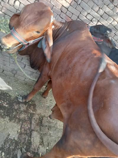 2 bachra bulls Desi siwahal nasl qurbani k Liye 5 man 5 man