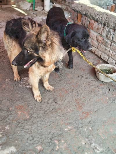 Active German Shepherd Male Urgent Sell
