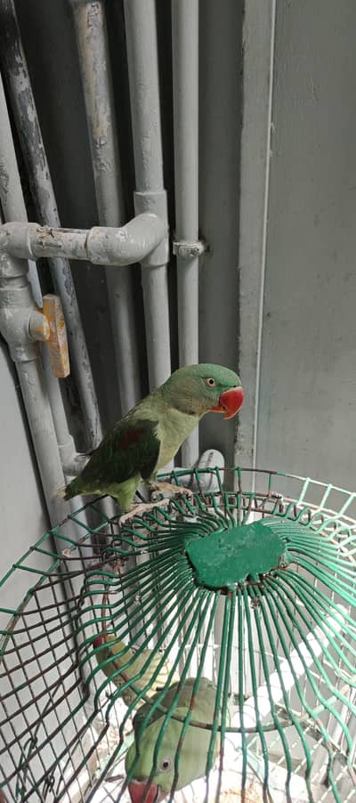 pahari male parrot  0346-1120941 watsapp/call number