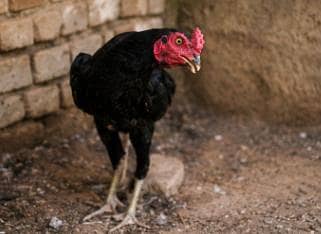 Aseel black patha for sale  contact:03135397291