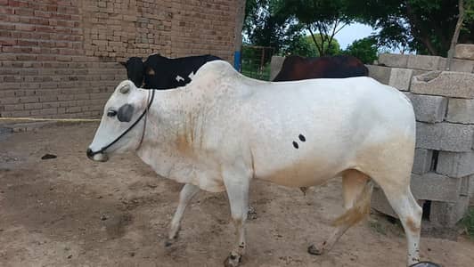 Bulls for sale