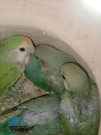 love bird breeder pair and chick