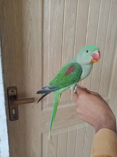 pahadi parrots
