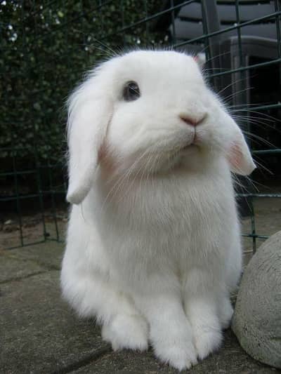 Holland lop bunnies