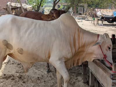 Heavy healthy Bull For sale 280kg weight. Blue eyes.
