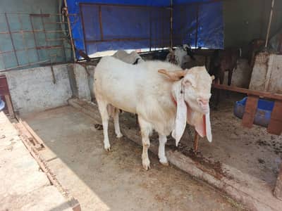 gulabi bakra | 6 dannt | bakra for sale | goat | gulabi | qurbani bakr