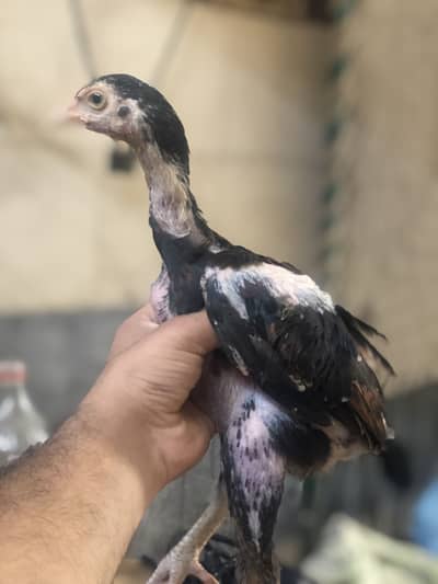 Aseel quality chicks available all age