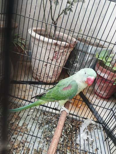 Hand tame green parrot