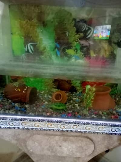 Decorative Fish Aquarium