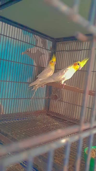 Common white