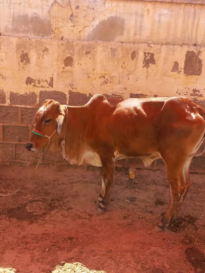 pure Desi cow | 2 dant | desi bachre | Qurbani 2026 | گائے |