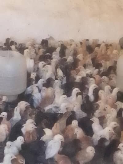 golden misri chicks for sale