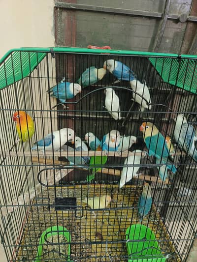 love bird online s albino par blu