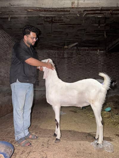 Qurbani Bakra for sale