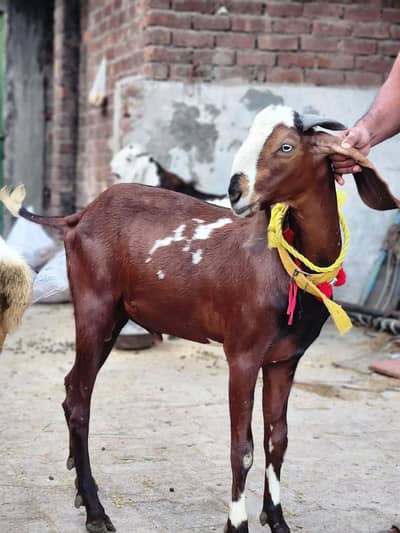 2 dant bakra for sale