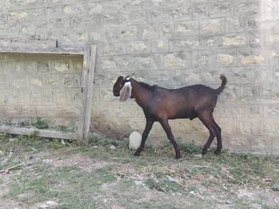Bakra