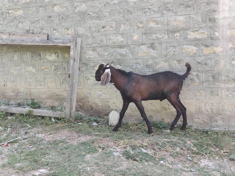 Bakra 0