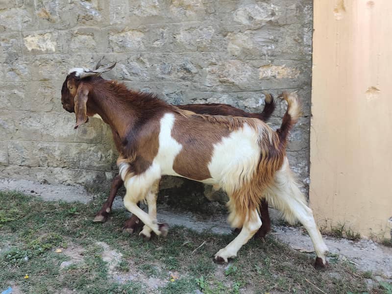 Bakra 1