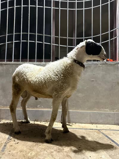 Qurbani Dumba Sheep Gulabi & Ablak Print Andu Pair For Sale