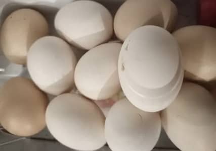 Frish and firtail egg