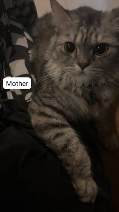 British shorthair cross Persian kittens available