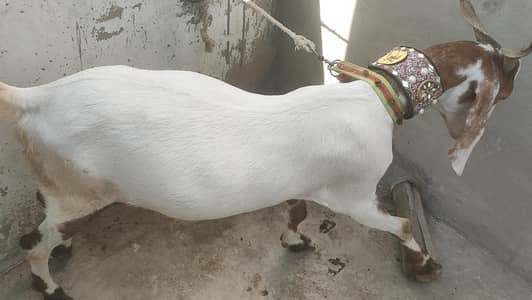 2 bakre 2 dumbea qurbani walea 2 kherea