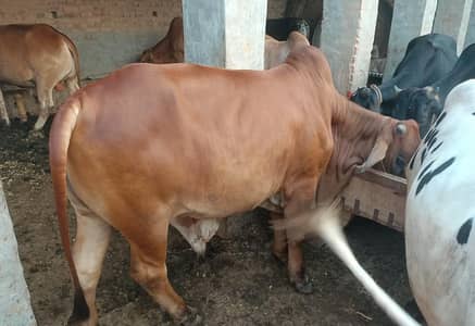 qurbani
