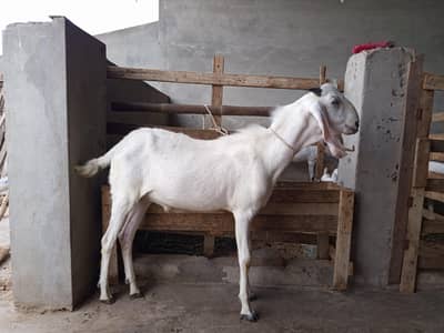 khassi Bakra for sale for Eid