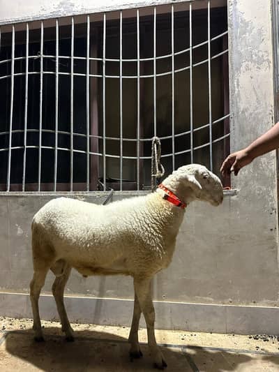 Qurbani Dumba Sheep Gulabi & Ablak Print Andu Pair For Sale