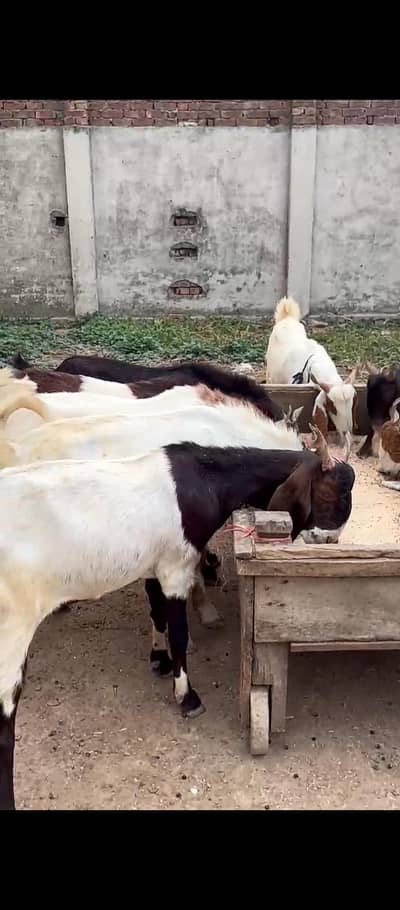 Qurbani k Liye bakry available hai ,reasonable price mein good quality
