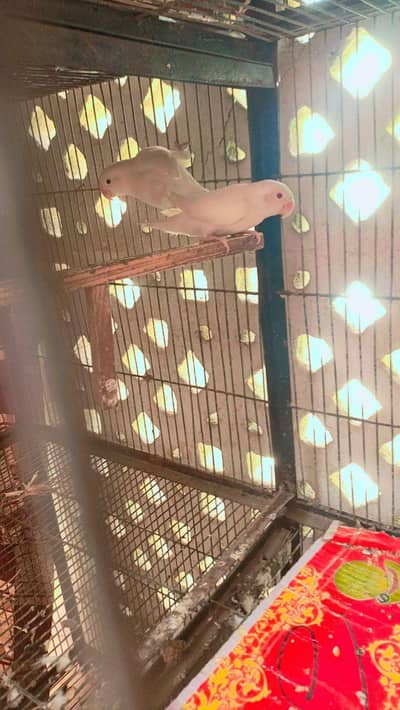 white lovebirds