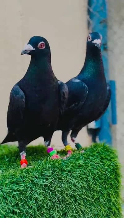 jet black Qasid breeder pair