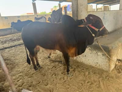 bull good