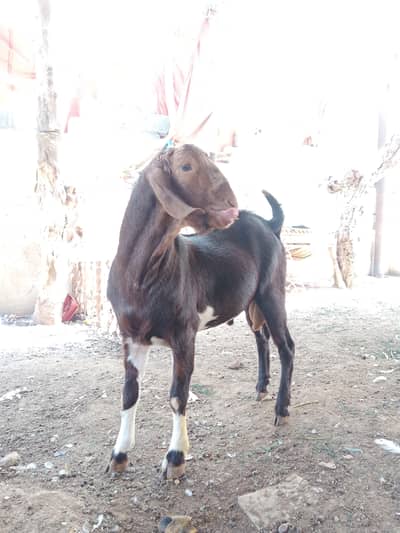 Ando bakra sale for qurbani