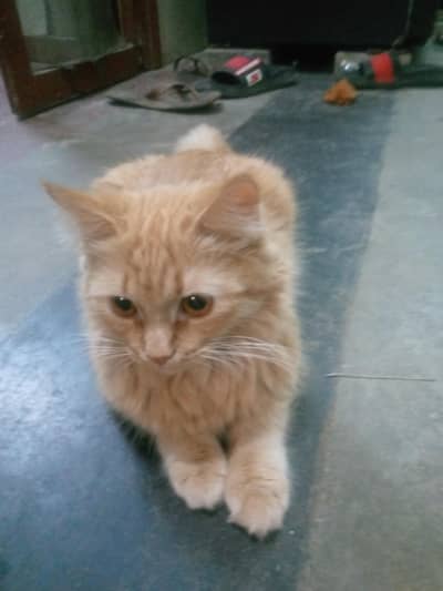 Healthy Persian Female Cat For Sale