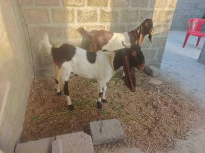Bakra for Qurbani