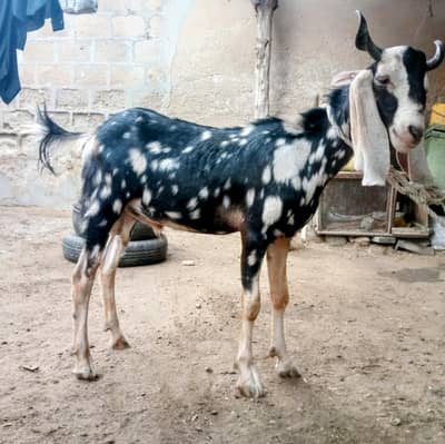 Aandu bakra For sale