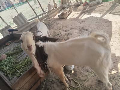 Gulabi cross bakra he fresh 2 dant