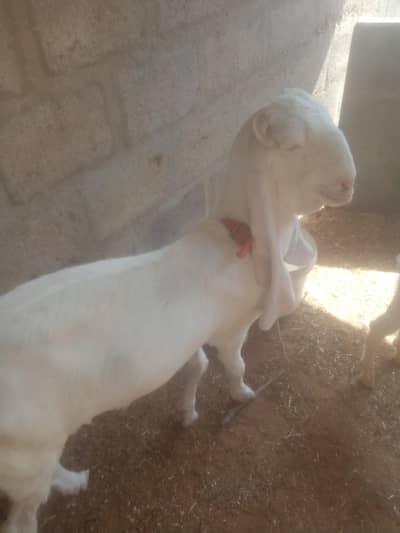 Bakra