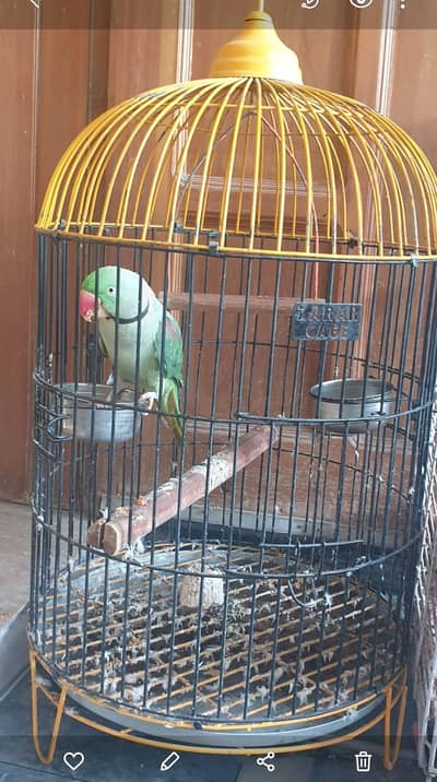 Talking Parrot