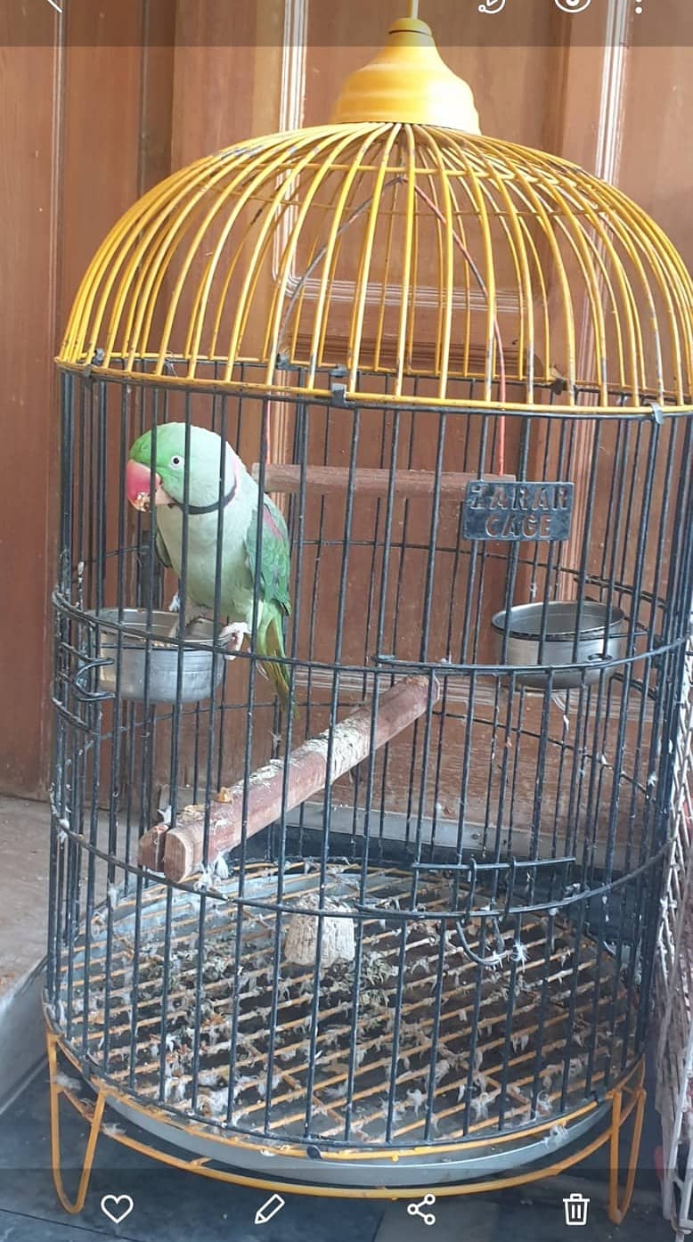 Talking Parrot 0