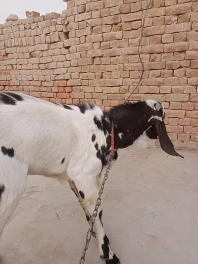 donda he khasi nhi andar