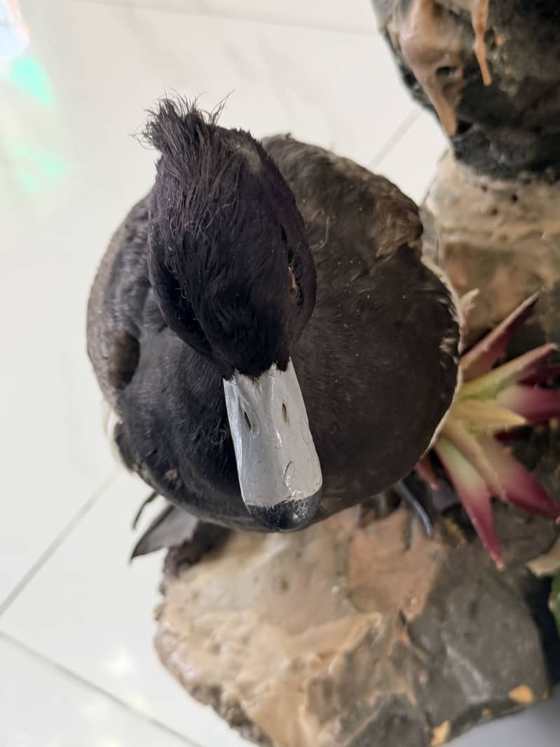 Tufted Duck 2