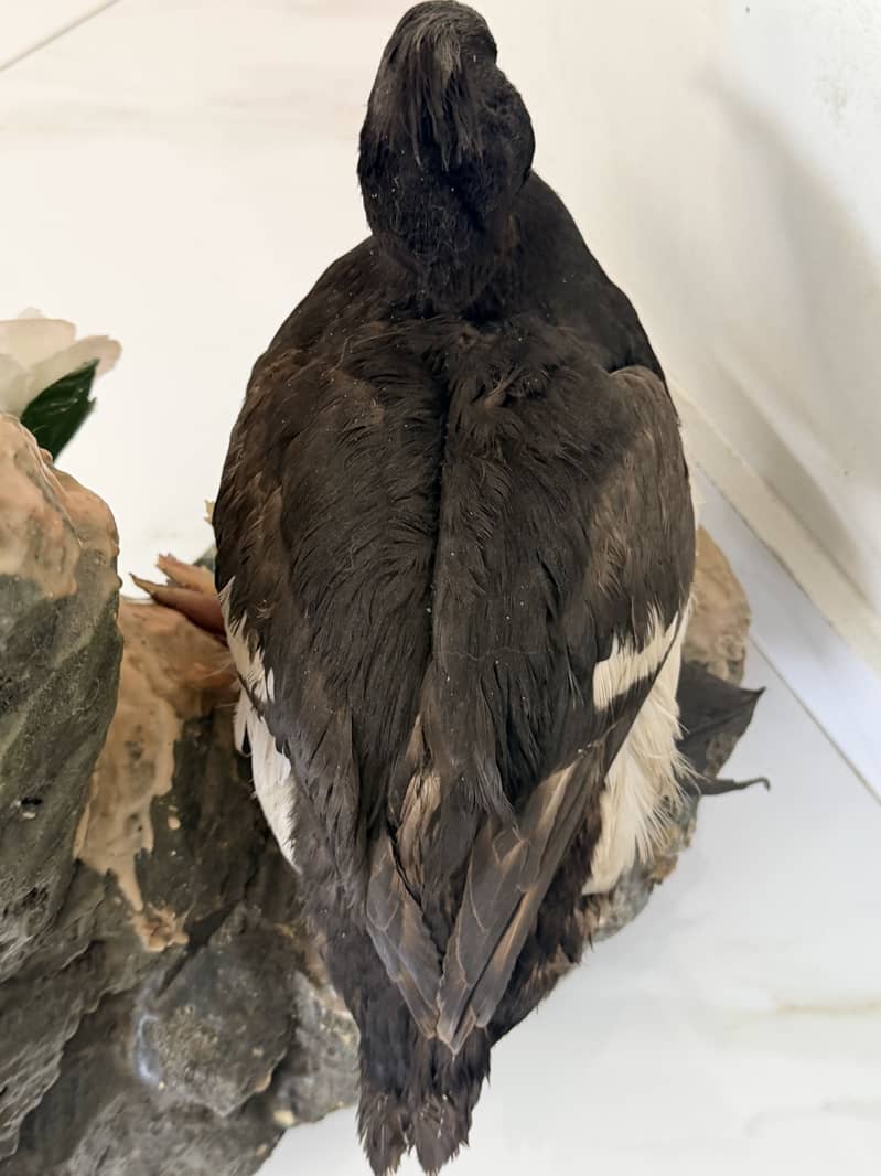 Tufted Duck 5